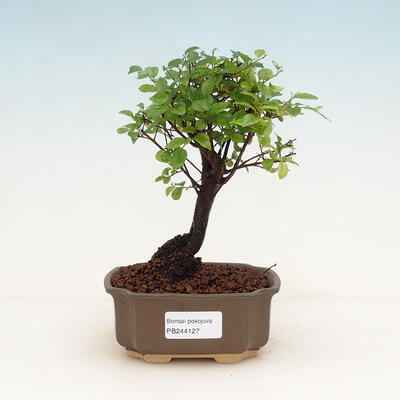 Izbová bonsai - Sagerécie thea - Sagerécie thea - 1