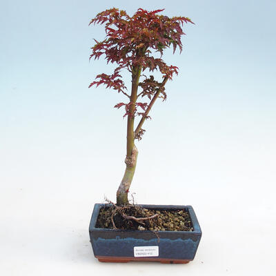 Vonkajší bonsai -Javor dlaňovitolistý Acer palmatum Shishigashira - 1