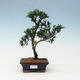 Izbová bonsai - Podocarpus - Kamenný tis - 1/5