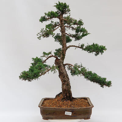 Vonkajšie bonsai - Juniperus chinensis Kishu -Jalovec čínsky - 1
