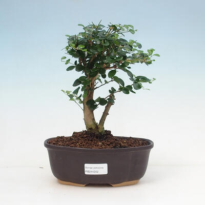 Izbová bonsai -Ligustrum retusa - malolistá vtáčí zob - 1