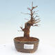 Vonkajšie bonsai - Javor Buergerianum - Javor Burgerův - 1/5