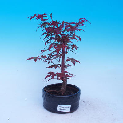 Vonkajšie bonsai - Javor dlaňolistý - Acer palmatum DESHOJO