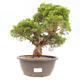 Vonkajšie bonsai - Juniperus chinensis Itoigawa-Jalovec čínsky - 1/5
