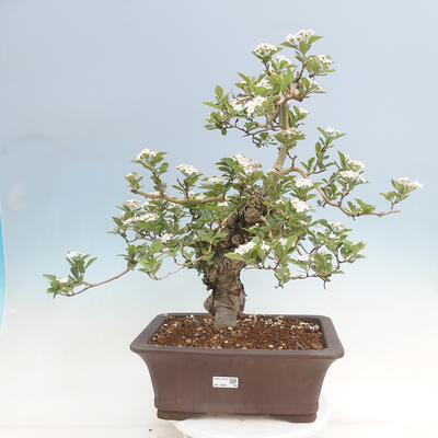 Vonkajší bonsai - Hloh klinovitý - Crataegus cuneata - 1