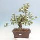 Vonkajší bonsai - Hloh klinovitý - Crataegus cuneata - 1/6
