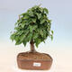Vonkajší bonsai -Carpinus Coreana - Hrab kórejský - 1/4