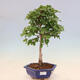 Vonkajší bonsai -Carpinus Coreana - Hrab kórejský - 1/4