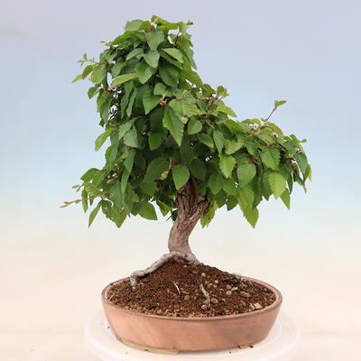 Vonkajší bonsai -Carpinus Coreana - Hrab kórejský - 1
