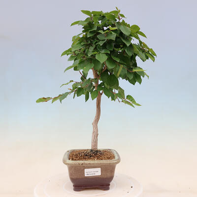 Vonkajší bonsai -Carpinus Coreana - Hrab kórejský - 1