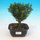 Izbová bonsai - Buxus harlandii - 1/4