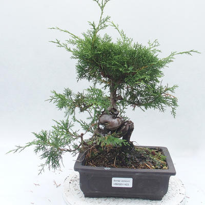 Vonkajšie bonsai - Juniperus chinensis Itoigawa -Jalovec čínsky - 1