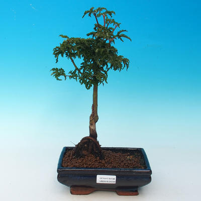 Vonkajší bonsai -Javor malolistá SHISHIGASHIRA