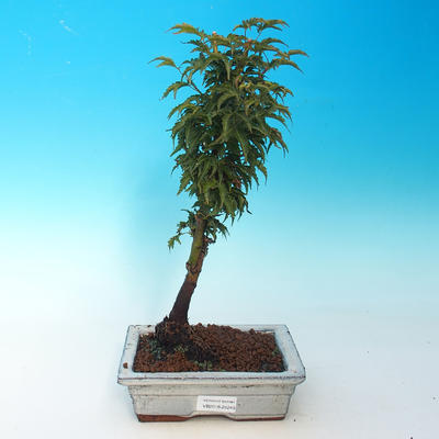 Vonkajší bonsai -Javor malolistá SHISHIGASHIRA