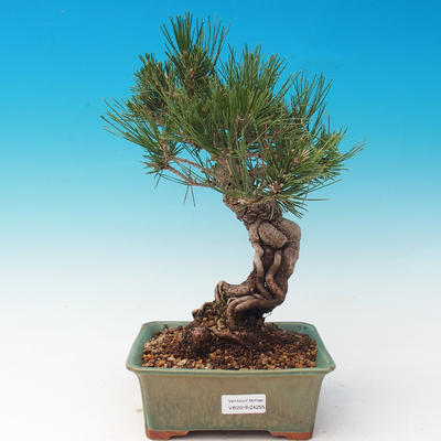 Vonkajšia bonsai-Pinus thunbergii - Borovica thunbergova - 1