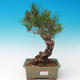 Vonkajšia bonsai-Pinus thunbergii - Borovica thunbergova - 1/3