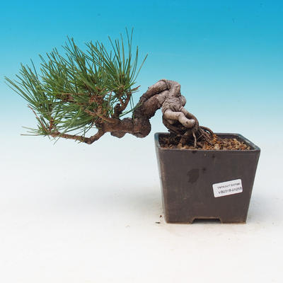 Vonkajšia bonsai-Pinus thunbergii - Borovica thunbergova - 1