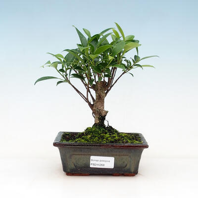 Izbová bonsai - Ficus retusa - malolistá fikus
