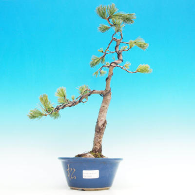 Vonkajšie bonsai -Borovice parviflora Negishi VB13428