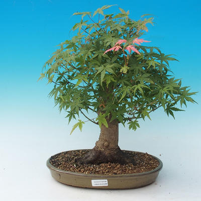 Vonkajšie bonsai - Acer palmatum-Javor dlaňolistý - 1