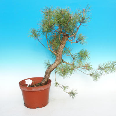 Yamadori - Borovica lesná - Pinus sylvestris - 1