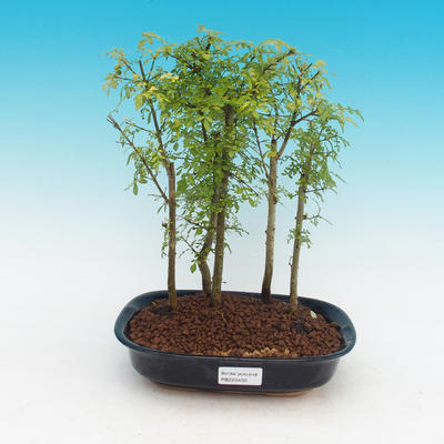 Izbová bonsai - Fraxinus uhdeii - izbový Jaseň - lesík - 1