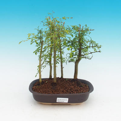 Izbová bonsai - Fraxinus uhdeii - izbový Jaseň - lesík - 1