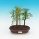 Izbová bonsai - Fraxinus uhdeii - izbový Jaseň - lesík - 1/2