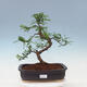 Izbová bonsai - Zantoxylum piperitum - pepřovník - 1/7