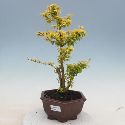 Izbová bonsai - Ligustrum Aurea - Vtáčí zob - 1