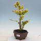 Izbová bonsai - Ligustrum Aurea - Vtáčí zob - 1/6