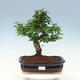 Izbová bonsai -Ligustrum chinensis - Vtáčí zob - 1/6