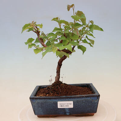 Vonkajší bonsai - Betula verrucosa - Breza bielokorá