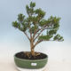 Izbová bonsai - Buxus harlandii - korkový buxus - 1/6