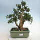 Izbová bonsai - Buxus harlandii - korkový buxus - 1/6