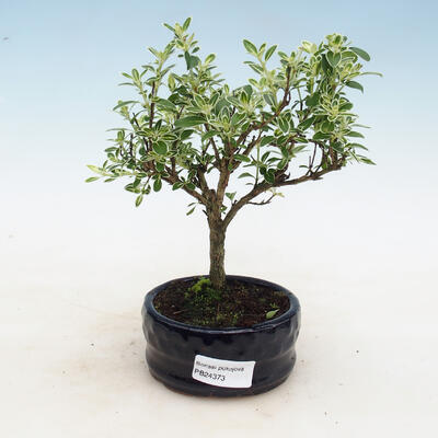 Izbová bonsai - Serissa foetida - Strom tisíce hviezd