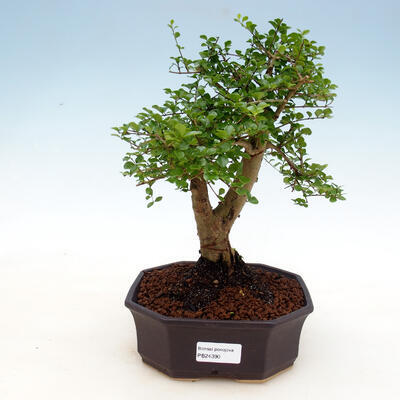 Izbová bonsai -Ligustrum retusa - malolistá vtáčí zob - 1