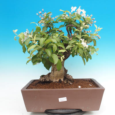 Vonkajší bonsai -Maloplodá jabloň - Malus halliana - 1