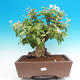 Vonkajší bonsai -Maloplodá jabloň - Malus halliana - 1/7