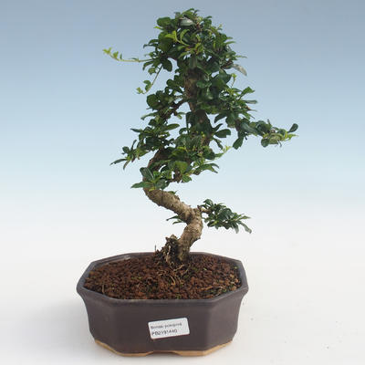 Pokojová bonsai - Carmona macrophylla - Čaj fuki PB2191440 - 1