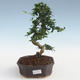 Pokojová bonsai - Carmona macrophylla - Čaj fuki PB2191440 - 1/5
