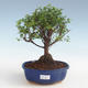 Pokojová bonsai - Sagerécie thea - Sagerécie thea 2191442 - 1/4