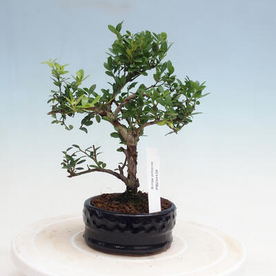 Izbová bonsai - Ilex crenata - Cezmína