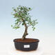 Izbová bonsai -Ligustrum retusa - malolistá vtáčí zob - 1/3