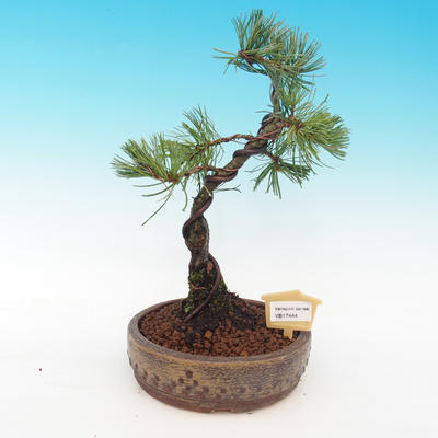 Pinus parviflora - Borovica drobnokvetá