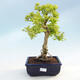 Izbová bonsai - Durant erecta aurea - 1/2
