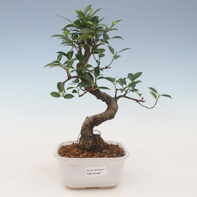 Pokojová bonsai - Ficus kimmen -  malolistý fíkus 2191448