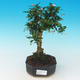 Izbová bonsai - Carmona macrophylla - Čaj fuki - 1/5