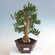 Izbová bonsai - Buxus harlandii - korkový buxus - 1/5