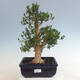 Izbová bonsai - Buxus harlandii - korkový buxus - 1/7